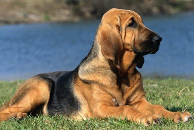 Bloodhound Breed: A Comprehensive Guide to This Remarkable Scent Hound