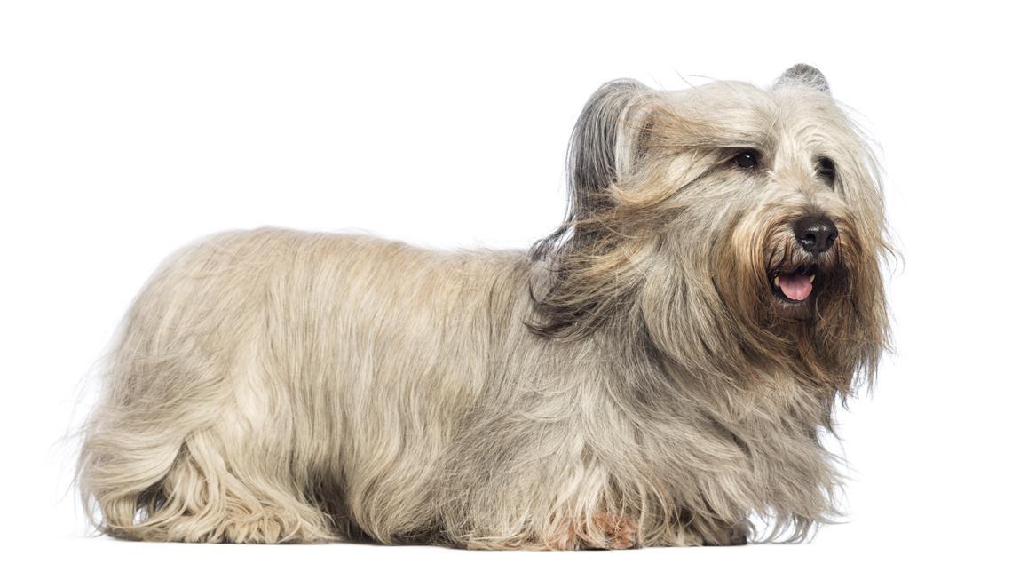 Skye Terrier: A Comprehensive Guide to This Unique Breed