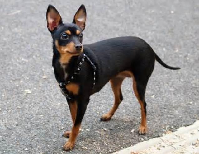 The Ultimate Guide to the Miniature Pinscher: History, Care, and Characteristics