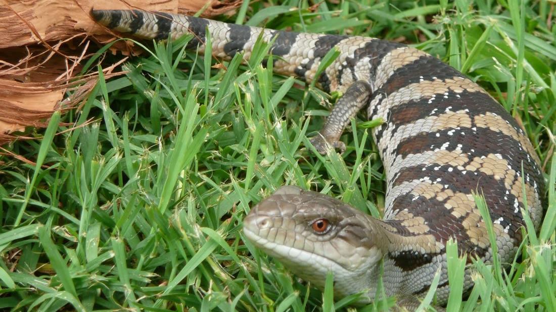 Lizards as Pets