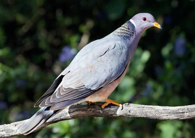 Discovering the Band-Tailed Pigeon: A Comprehensive Guide