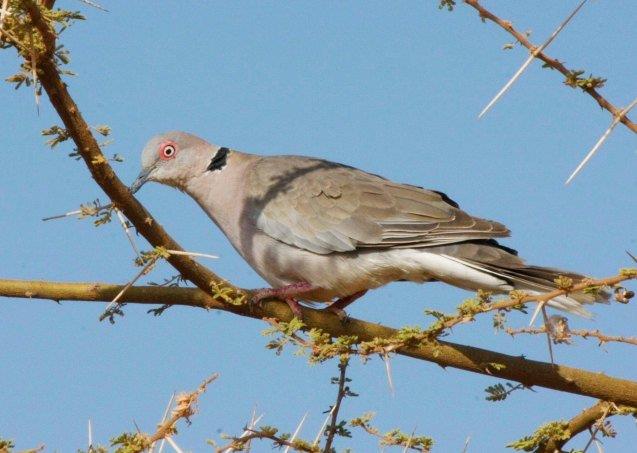 African Mourning Dove: Characteristics, Habitat, and Conservation
