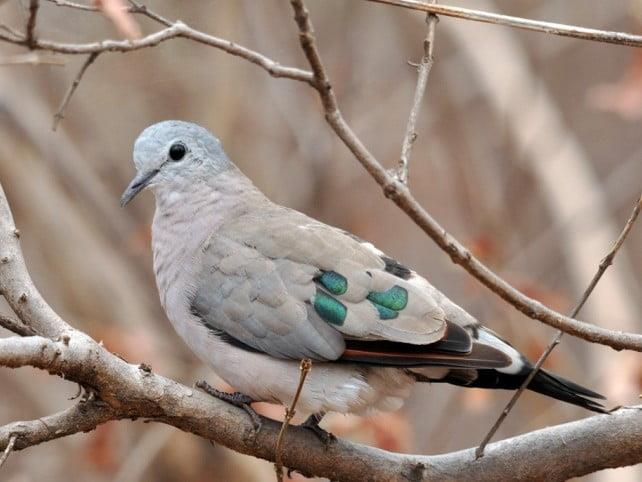 Discovering the Black-Billed Wood Dove: A Comprehensive Guide