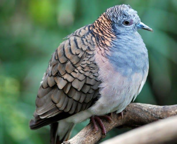 Bar-shouldered Dove