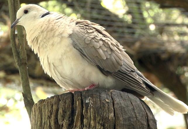 African Collared Dove