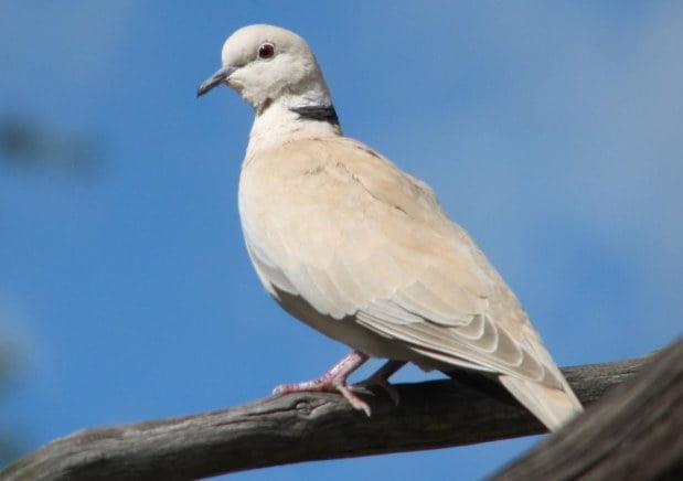 Barbary Dove