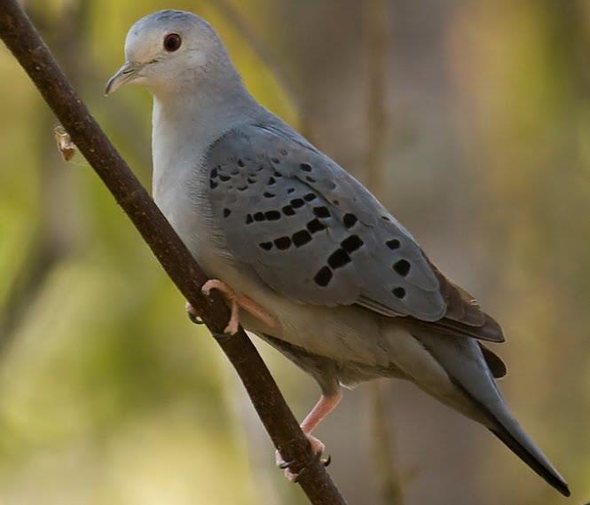 Blue Ground Dove