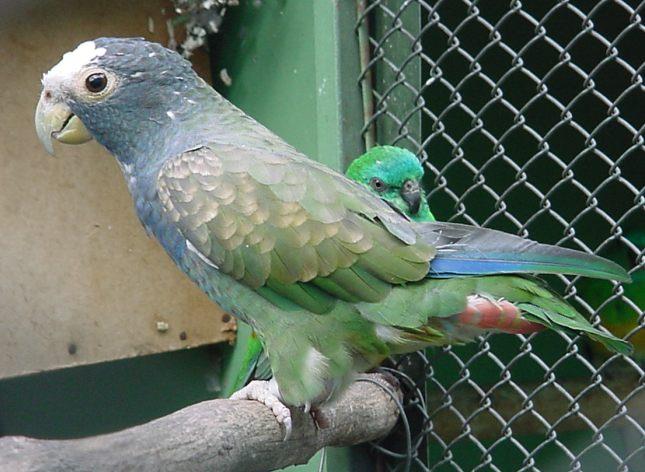 White-Capped Pionus