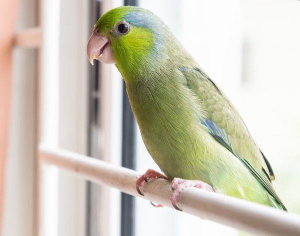 Pacific parrotlets as pets