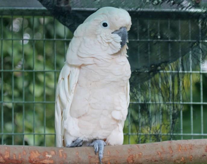 Umbrella Cockatoo