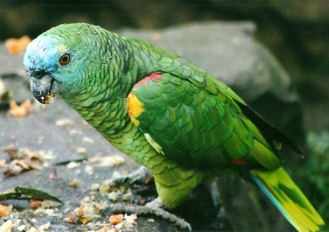 Blue Fronted Amazon