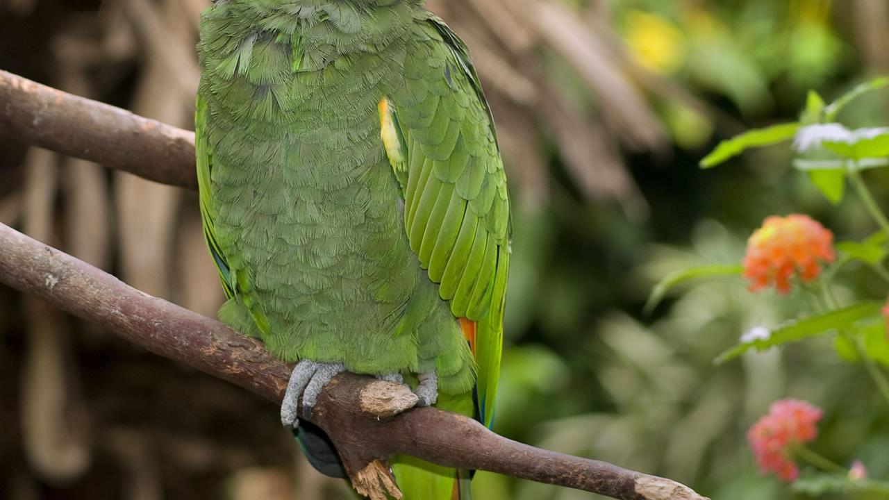 Orange Wing Amazon Parrot: A Comprehensive Guide for Enthusiasts