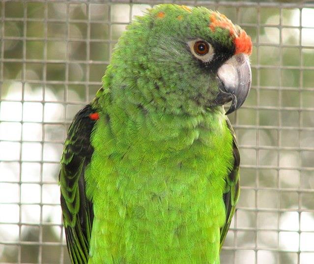 Jardine's parrots - red front parrots as pets