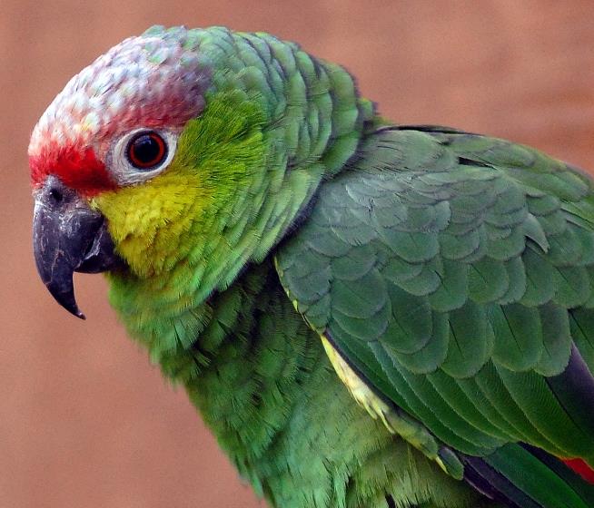 Red Lored Amazon