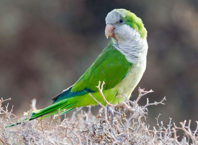 Quaker (Monk) Parakeet