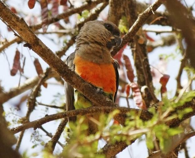 Red Bellied Parrot - Orange Belly Parrot