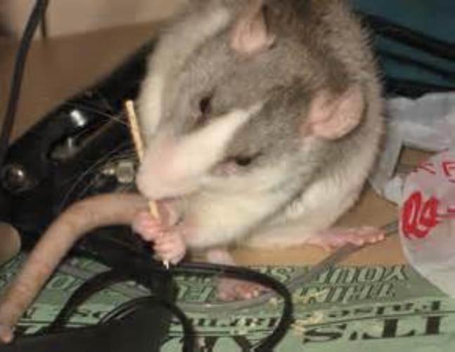 Pet Mice Safety