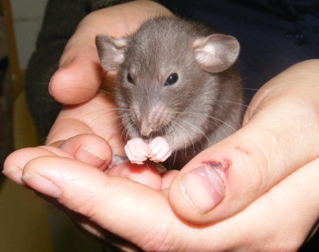 Comprehensive Guide to Caring for Pet Mice in Australia