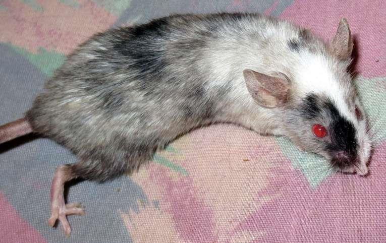 Fancy Mice
