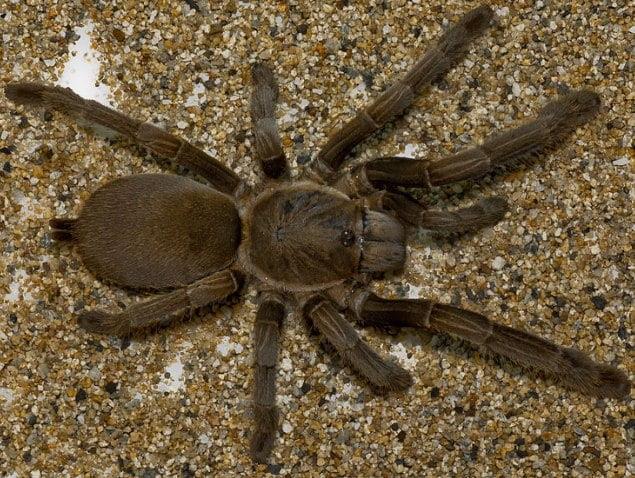 Australian Barking Spiders as Pets
