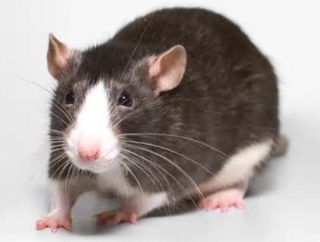 Pet Mice Varieties