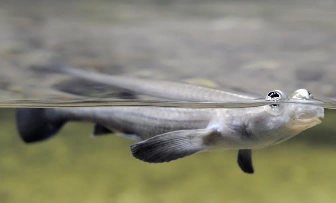 Four-eyed fishes - strange pets