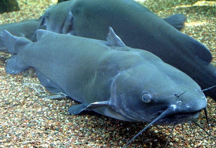 Catfish as Pets
