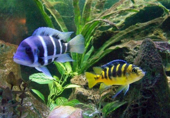Comprehensive Guide to Caring for Cichlids: Tips for a Thriving Aquarium