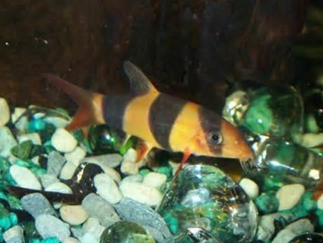 Loaches