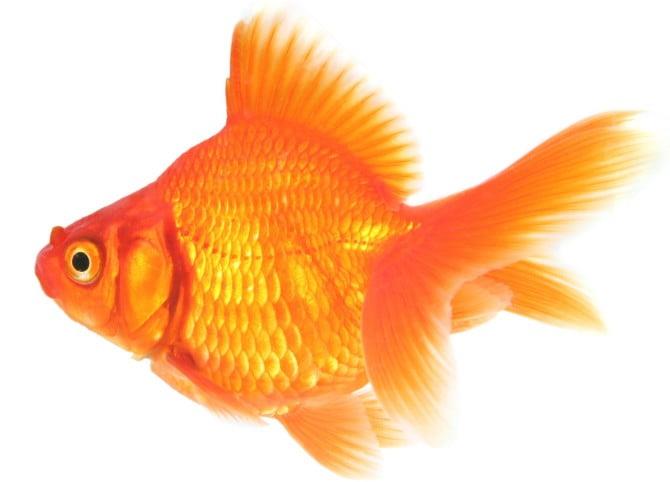 Goldfish