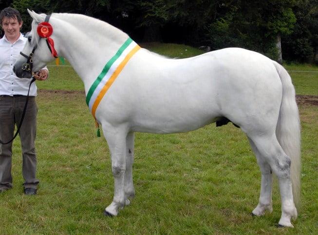 Connemara Pony