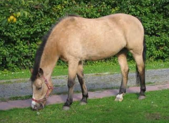 New Forest Pony
