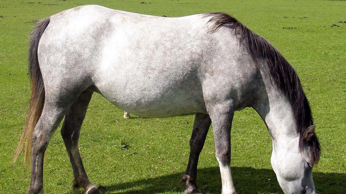 Ponies... small horse or baby horse?