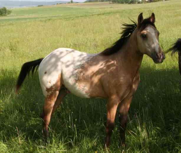 Pony of the Americas