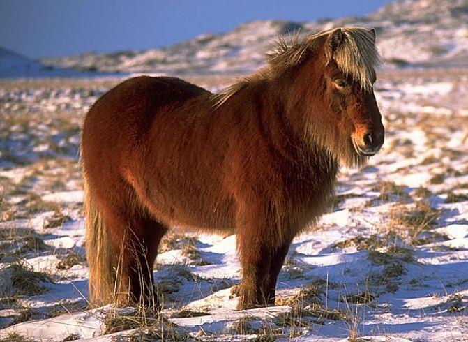 Discovering the Icelandic Horse: A Unique Breed with a Rich History