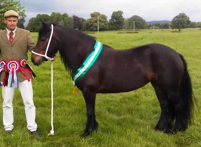 Fell Pony and Dales Pony