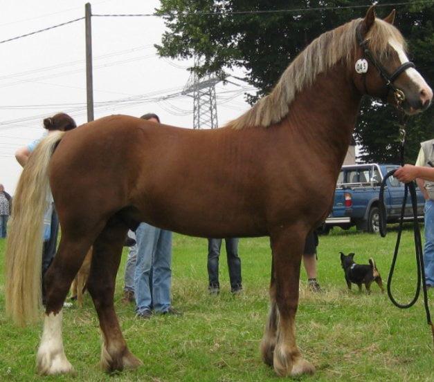 Welsh Pony