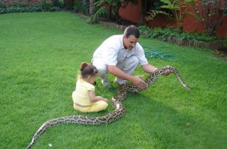 Snakes as Pets - consider a Python