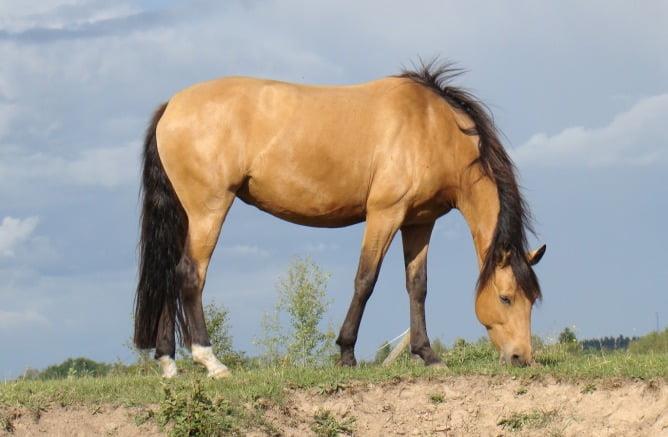 Discovering the Buckskin Horse: Characteristics, History, and Care