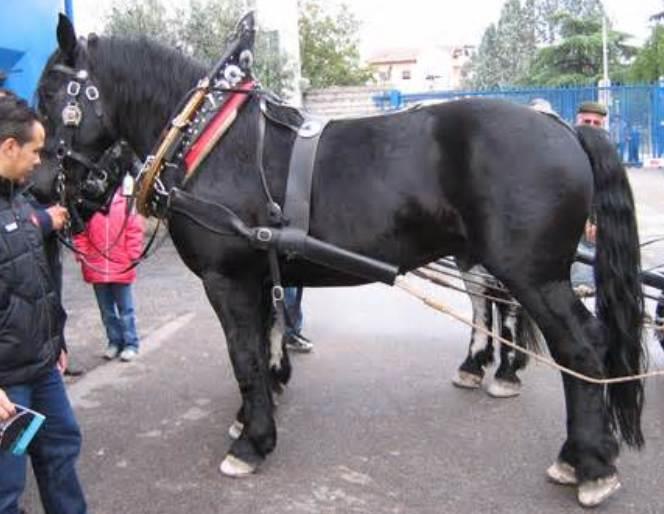 Noriker Horse