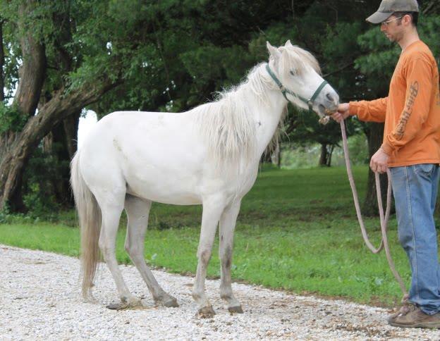 The Caspian Horse: A Comprehensive Guide to This Ancient Breed