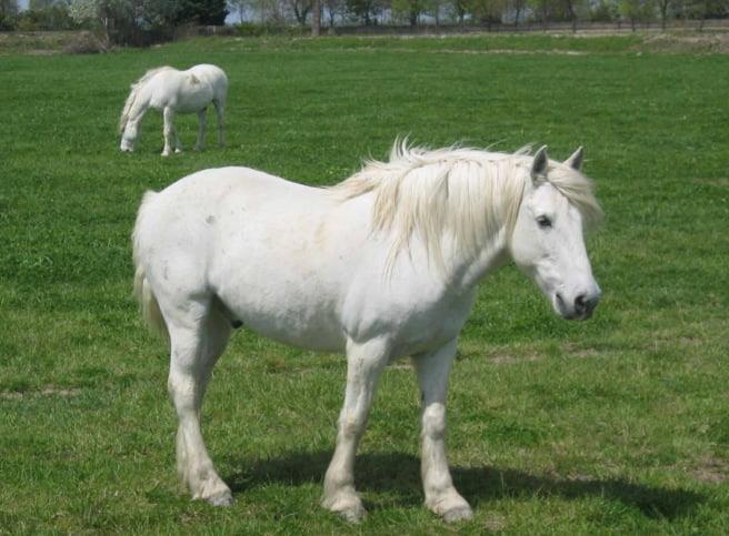 Camargue Horse