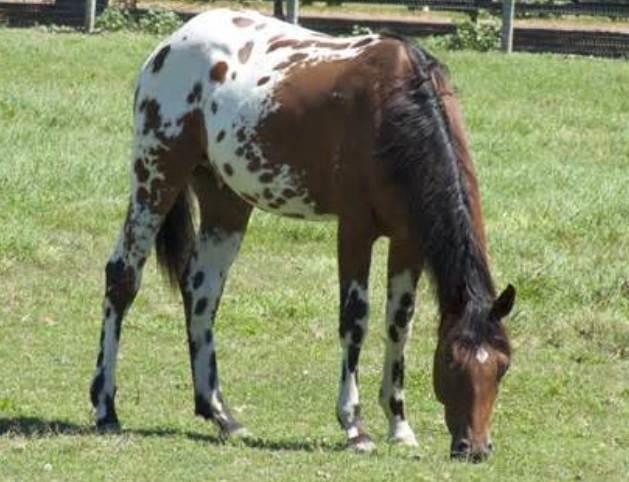 Nez Perce Horse: History, Characteristics, and Care