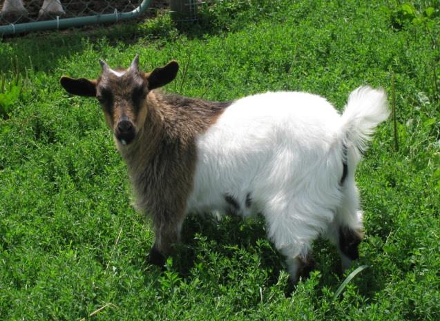 Fainting Goat