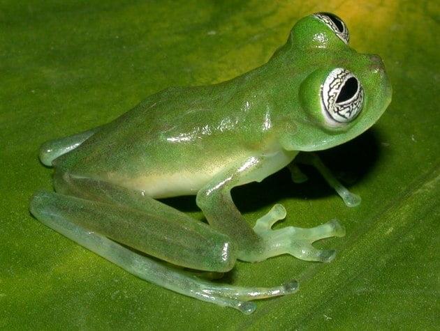 Frogs as Pets