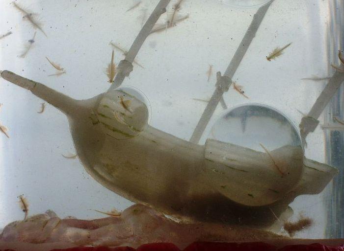 Sea Monkeys as Pets