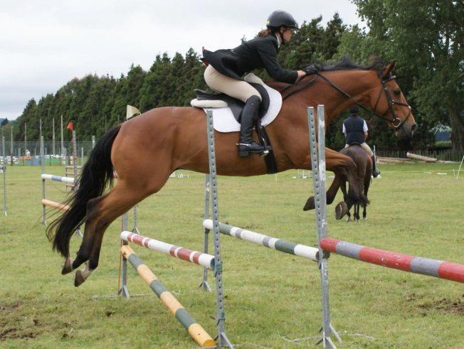 The Thrill of Horse Show Jumping: A Comprehensive Guide