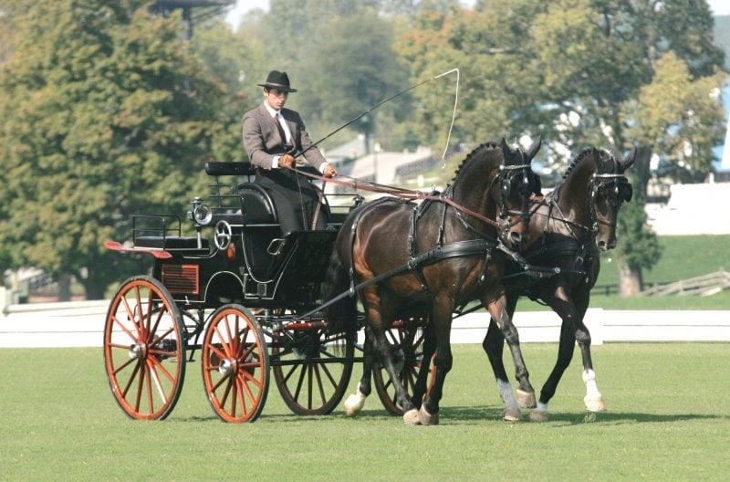 Combined Driving or Carriage Driving