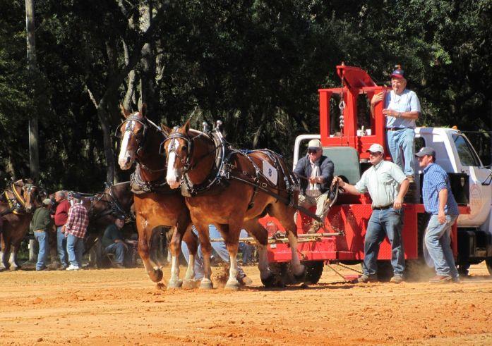 Horse Pulling