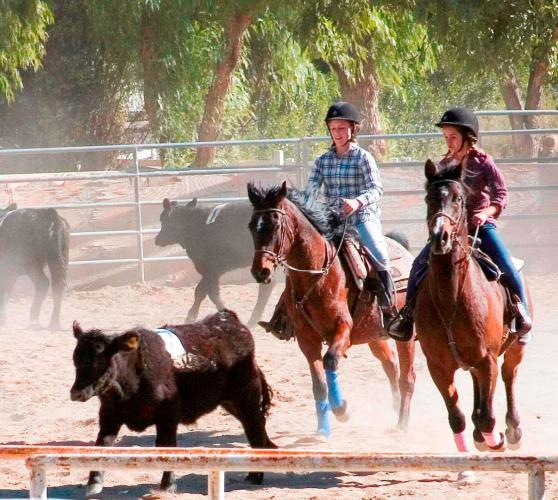 Team Penning